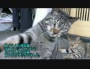 【手ぬぐい抽選会】どうか私のタグに爪を立てないで！