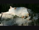 昼寝する三毛猫が、うなされたり蚊にまとわりつかれたり