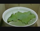 幸せの葉っぱ 2日目
