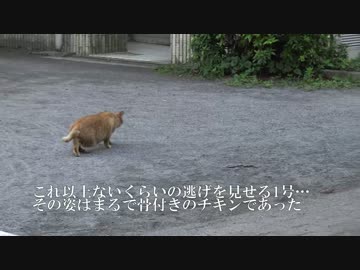 ねこかますの茶トラ動画見てたんだがだれおま君こと茶トラ4号 模様が茶トラとは言っ 非モテ