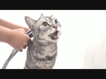 愛猫のちーちゃんをお風呂に入れる