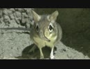 鼻をピクピクさせるハネジネズミ