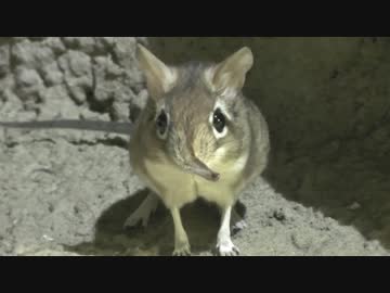 鼻をピクピクさせるハネジネズミ