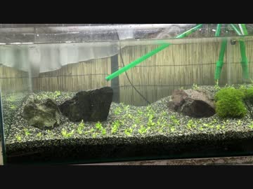 貧乏浪人生による水草水槽立ち上げ　PartⅠ