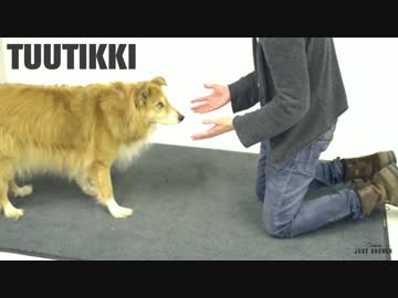 手の中の餌を手品で消した時の犬達の反応 Part 1