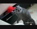 エサ盗もうとした猫