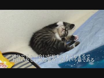 マイペースな保護子猫、旅立ちの日を迎える