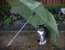 みにまるぴぴ
