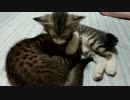にゃんもないとの邪魔をする仔猫