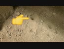 【30秒でトリビア】アリ地獄なのに・・・、【今日の雑学】