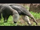 【30秒でトリビア】アリクイの食事量【今日の雑学】