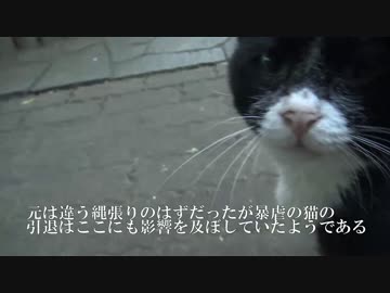 【公園猫戦争】公園の茶トラ兄弟、今年の夏も頭がキトゥン