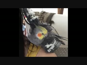 オカメインコの髪浴びもふもふアタック