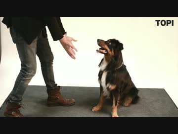 手の中の餌を手品で消した時の犬達の反応 Part 2