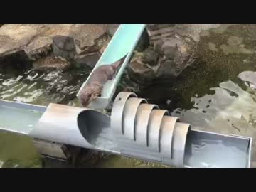 噂の「流しカワウソ」がなかなか流れてくれない（その1）