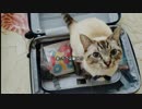 【心霊ちょっといい話part1】その36 あっちでは新入り