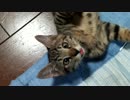 色々しまい忘れてますよささみさん【引取4週目】