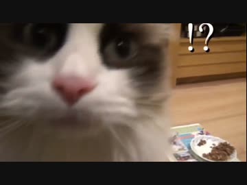 ラグドールのレオ　Vol86 猫語で必死に何かを訴えかける猫