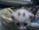 マロとトラ(子猫達)