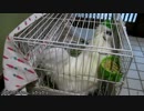 【初AV】烏骨鶏のかふちゃん