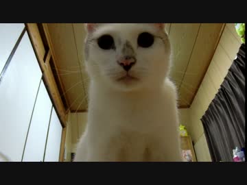 【恐怖】うちの人面ぬこがホラーすぎてうｐ主泣きそう･･･