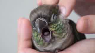 ウロコインコ：ハル【カキカキ】