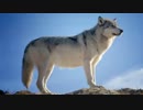 オオカミを探す旅に出る 前編