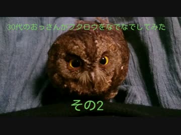 30代のおっさんがフクロウをなでなでしてみた　その2
