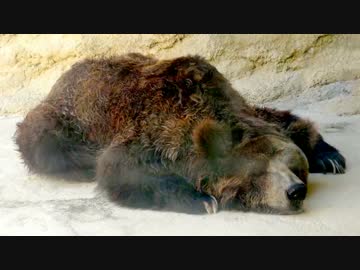 野生の熊＆オオカミを探す旅に出る 後編