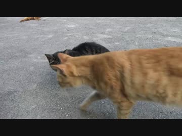 【公園猫戦争】一触即発…古豪猫VS公園の新参猫＆頭が子猫
