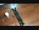 生まれて初めての夏の暑さで伸びる猫【引取4週目】