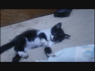 野良猫拾ったｐａｒｔ２　