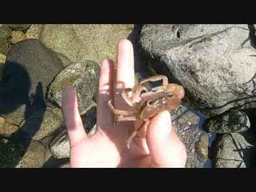 小川の流れるキャンプ場でソロキャンプ