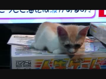 【ティガロビ生活記】オリジナリティあふれる寝方をする猫