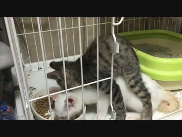 保護子猫たち、出会いと別離を繰り返して成長する