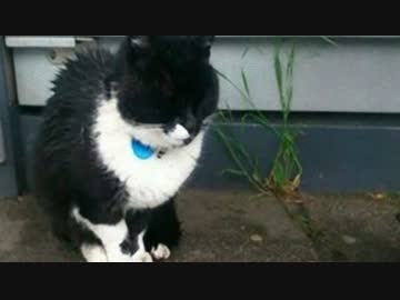10年間毎日、飼い主の帰りを停留所で待つ猫【アケさんのお話】