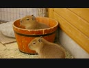 ウサギみたいに桶から飛び出す仔カピバラ
