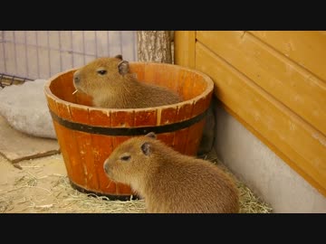 ウサギみたいに桶から飛び出す仔カピバラ