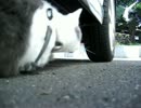 車の下から鳩を狙う猫目線