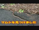 ちょっと大自然でダイエットする（貧乏旅行）3