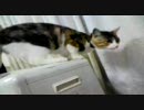カーテンによじ登るぬこ