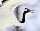 油断＝死亡…今や幻の名作ホラゲー「寄生ジョーカー」を実況プレイ part22