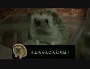 【ハリネズミ】イムちゃんの日常【Hedgehog】