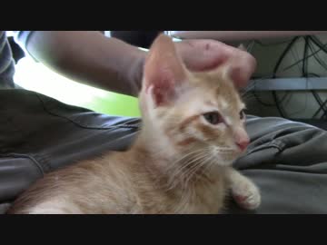 ねこねこがやってきた part９