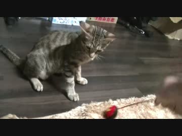 【ティガロビ生活記】猫の背伸びの気持ちよさそうさは異常