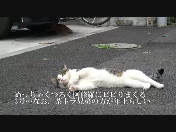 【公園猫戦争】茶トラ猫兄弟、定番のコントっぷりを見せつける