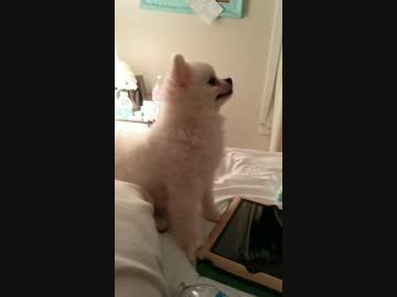 かわいすぎるポメラニアンのくしゃみ