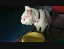 朝メシ猫
