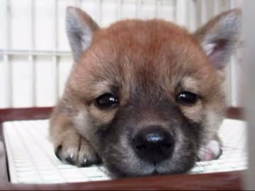 りょうとゆず成長中(１５年８月３日）