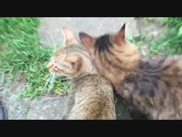 猫時空の猫兄弟、真夏に熱い必殺技を繰り出す